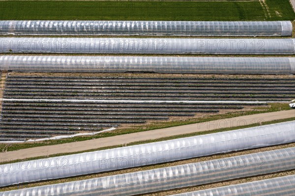 Open field strawberry cultivation in a foil greenhouse, young strawberry plants growing, near