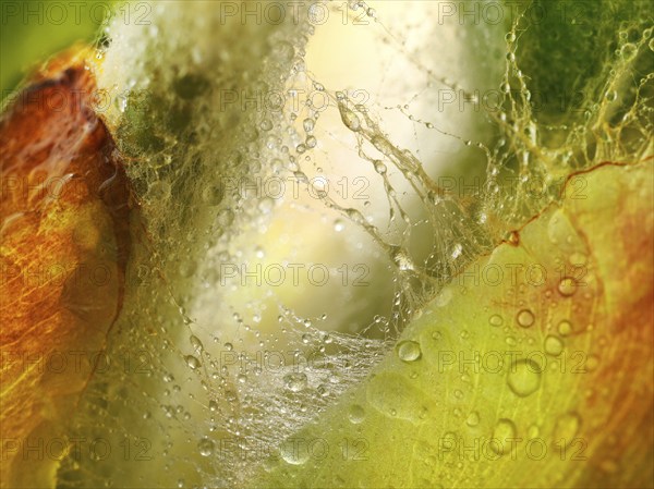 Chestnut, common horse-chestnut (Aesculus hippocastanum), detail of bud, resin droplets and fine