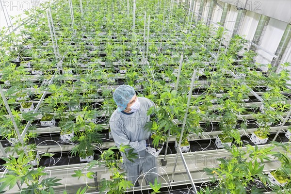 DEU/Saxony/Ebersbach The Saxon cannabis producer Demecan is now the first German company to be