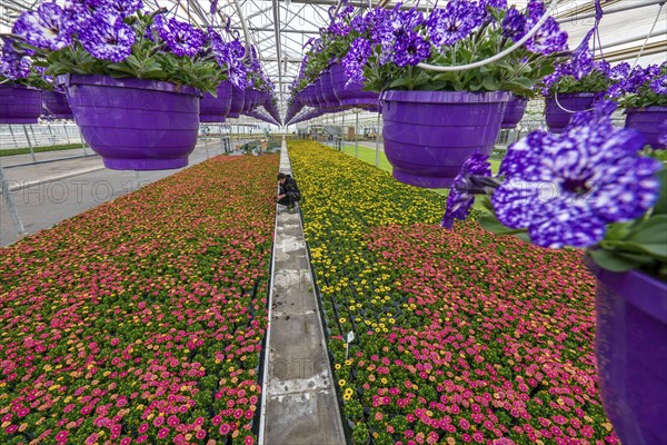 Horticulture company, flower pots, so-called petunia ampel, grow in a greenhouse, under the glass