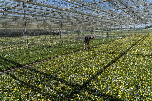 Horticultural business, greenhouse, various types of potted plants are grown here to be sold in