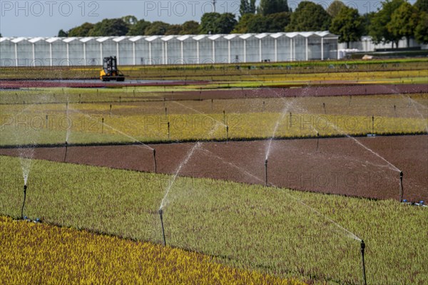 Horticultural business, irrigation with a sprinkler system, outdoors, plants grow here to be sold