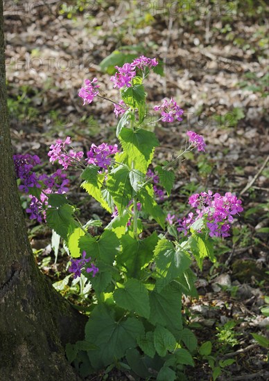 Annual honesty (Lunaria annua), flowering in the forest, North Rhine-Westphalia, Germany, Europe