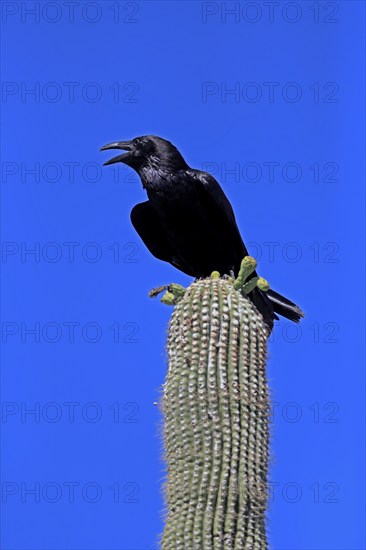 Chihuahuan raven (Corvus cryptoleucus), adult, calling, on saguaro cactus, Sonoran Desert, Arizona,
