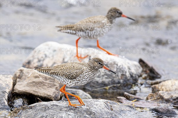 Common redshank (Tringa totanus), two adult birds walking on rock at the water's edge, Varanger,
