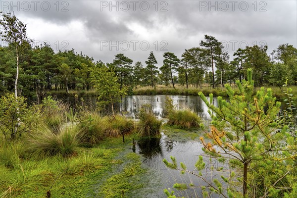 The Pietzmoor, raised bog in the Lüneburg Heath nature reserve, near Schneverdingen, Lower Saxony,