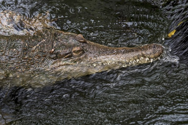 West African slender-snouted crocodile (Mecistops cataphractus) resting in stream, native to West
