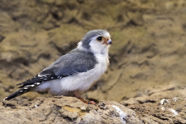 African pygmy falcon (Polihierax semitorquatus) native to eastern and southern Africa