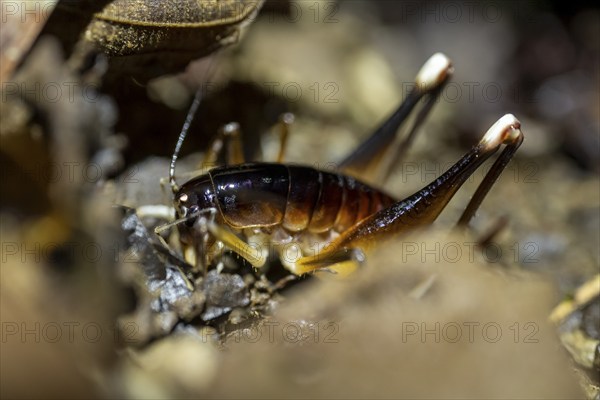 Cricket (Glaphyrosoma sp. 1) sitting on the forest floor, at night in the tropical rainforest,