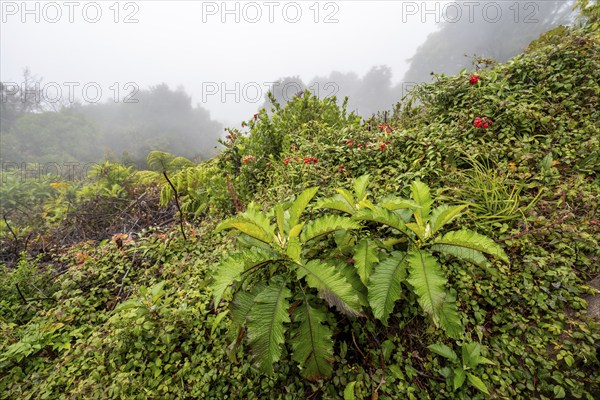 Dense vegetation in the fog, caldera of the Poás volcano, rainforest, Poás National Park, central
