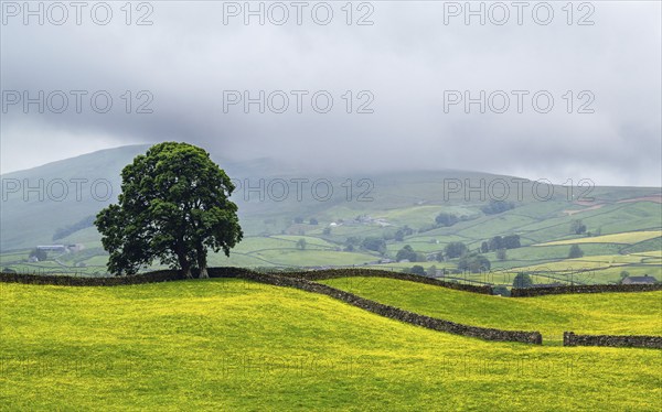 Farms in Yorkshire Dales National Park, North Yorkshire, England, United Kingdom, Europe