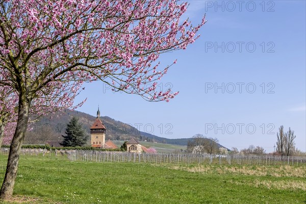 Almond tree blossom (Prunus dulcis) at Geilweilerhof, Siebeldingen, German Wine Route, also
