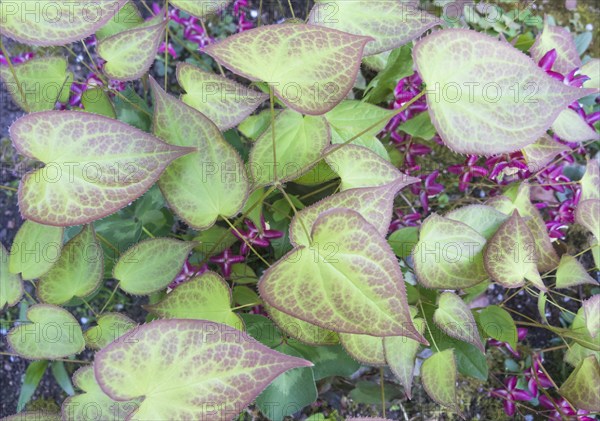 Barrenwort blooming in the garden in spring