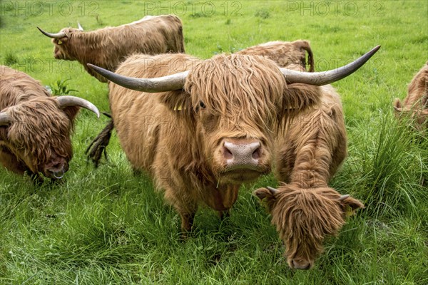 Highland cattle, Highland Cattle or Kyloe (Bos primigenius f. taurus), cow, shaggy coat covers