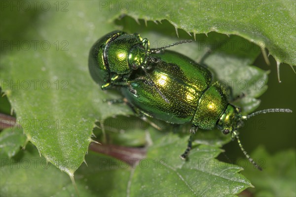 Two dock leaf beetles (Gastrophysa viridula), pair of animals copulating on a green leaf in