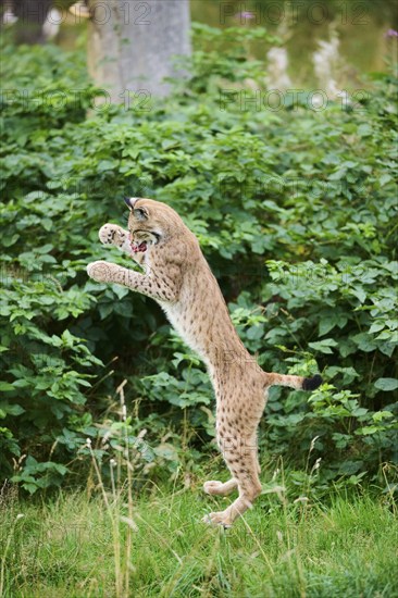 Eurasian lynx (Lynx lynx) jumping in the air, hunting, Bavaria, Germany, Europe