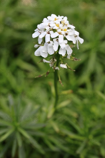 Evergreen candytuft (Iberis sempervirens), flowering, flower, Ellerstadt, Germany, Europe