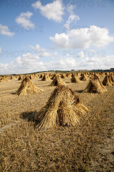 Wheat stooks harvested for thatching standing drying in a field after harvesting, Marden,