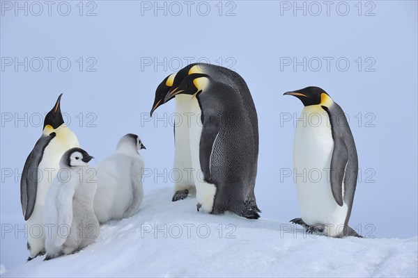 Emperor penguins, Aptenodytes forsteri, Adults and Chicks, Snow Hill Island, Antartic Peninsula,