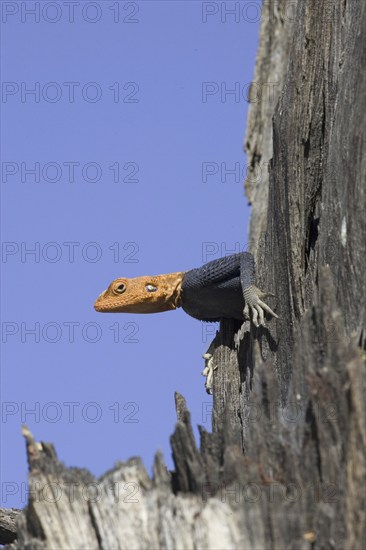 Namibian rock agama, (Agama planiceps) male in wedding dress, Etosha NP, Namibia, Africa