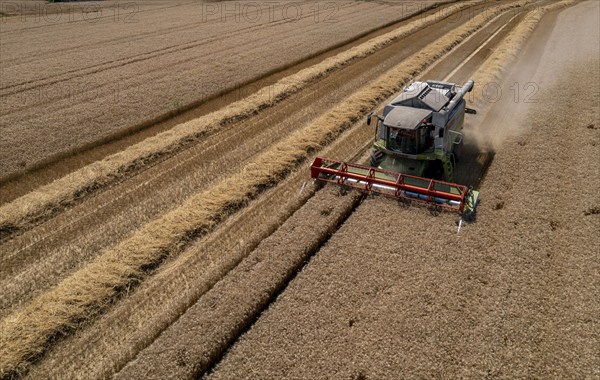 Agriculture, grain harvest, wheat, combine harvester harvesting in a wheat field, near