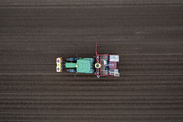 Early potatoes are placed in the soil of the field with a planting machine, Agriculture, Spring