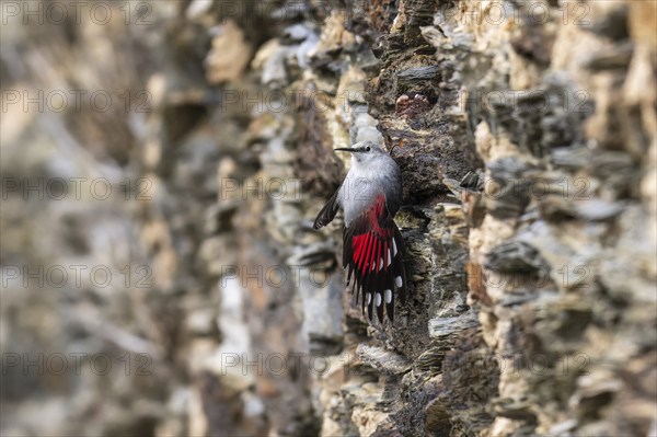 Wallcreeper (Tichodroma muraria) foraging on a wall, wildlife, Germany, Europe
