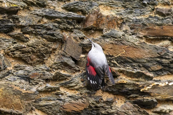 Wallcreeper (Tichodroma muraria) foraging on a wall, wildlife, Germany, Europe