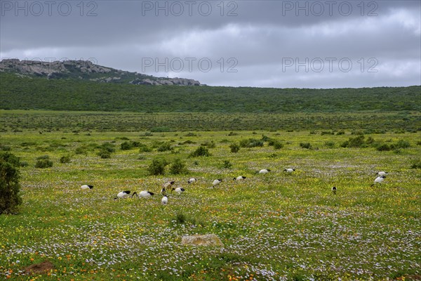 African sacred ibis (Threskiornis aethiopicus), Sacred Ibis in a meadow, spring blossom, wildflower