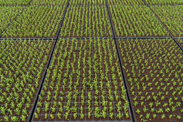 Garden nursery, cuttings, heather, broom heather, Calluna vulgaris are planted by hand in small