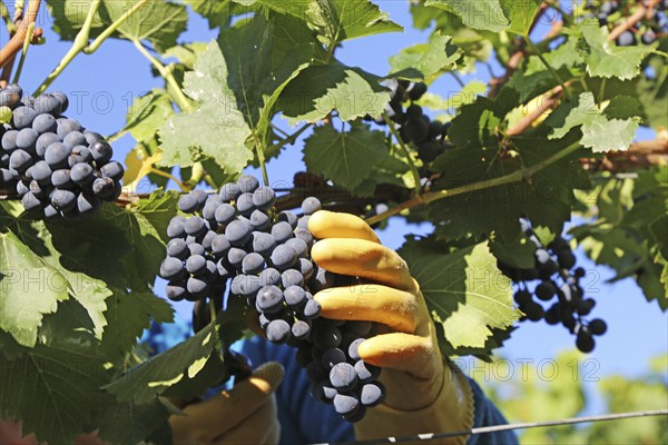 Grape grape harvest: Hand-picking Pinot Noir grapes in a vineyard in the Palatinate
