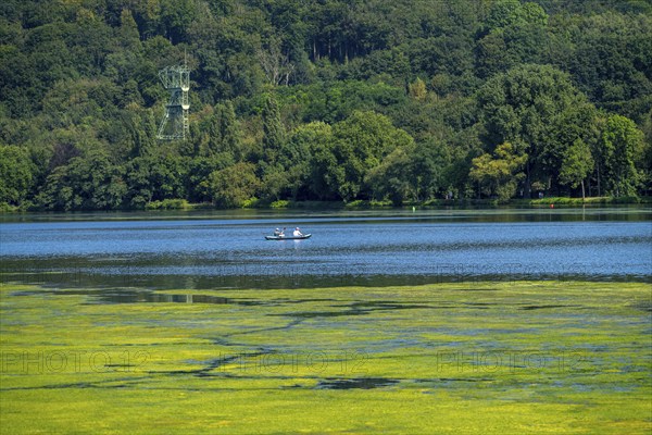 Green carpet of plants on Lake Baldeney in Essen, proliferating aquatic plant Elodea, waterweed, an