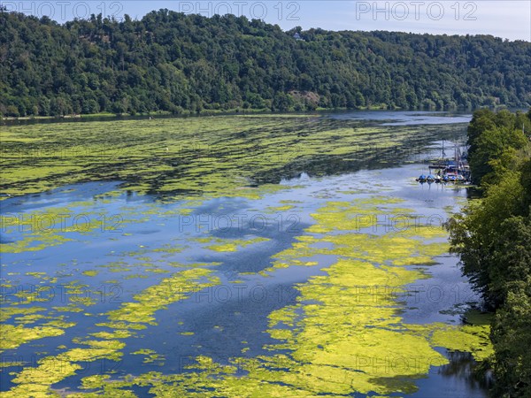Waterweed, Elodea, an invasive species, green carpet of plants on Lake Baldeney in Essen, the