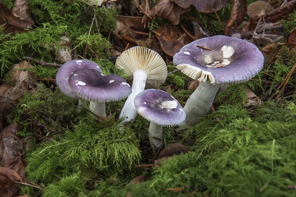 Violet-brown russula (Russula bruneoviolacea) growing in a forest covered with moss,