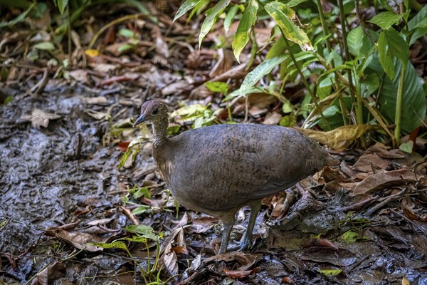 Thicket tinamou (Crypturellus cinnamomeus), running through rainforest, Corcovado National Park,