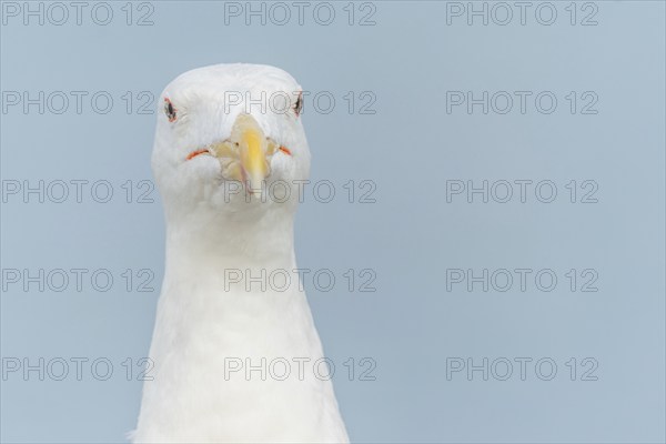 Portrait of a herring gull (Larus argentatus) in the cliffs of the Atlantic Ocean. Camaret, Crozon,