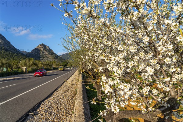 Almond blossom on Majorca, from January to March many hundreds of thousands of almond trees blossom