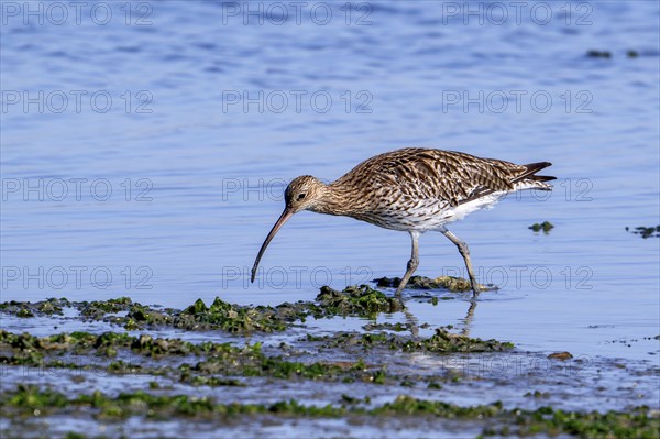 Eurasian curlew, common curlew (Numenius arquata) foraging in shallow water by probing soft mud for