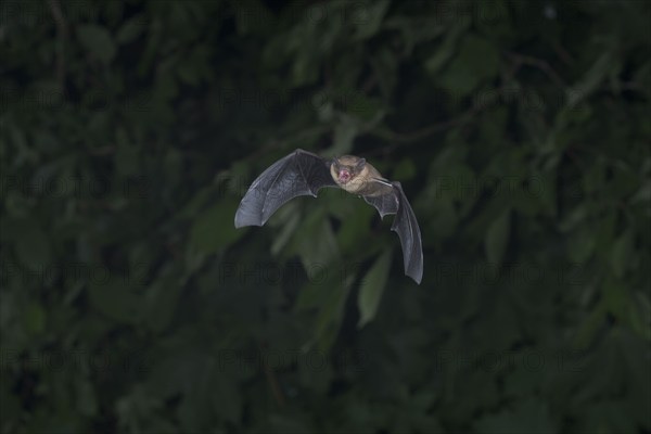 Common pipistrelle (Pipistrellus pipistrellus) hunting insects in front of deciduous forest,