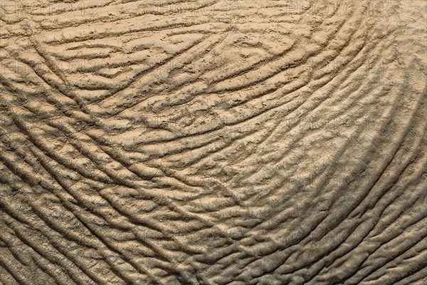 Skin of a desert elephant (Loxodonta africana), detail, Huab dry river, Damaraland, Kunene region,