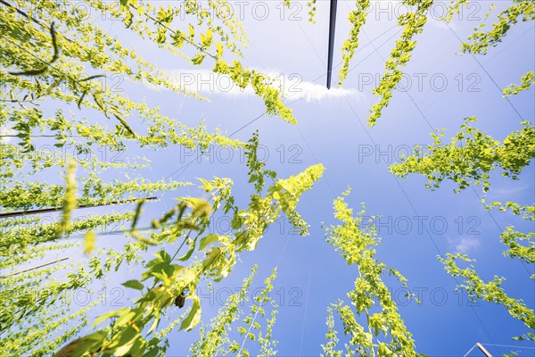 Plant tendrils stretch into the blue sky, with a cloudy strip above, Hopfengarten, Hochdorf, Black