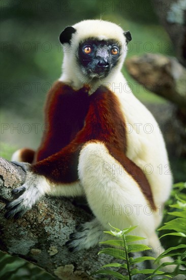 Crown Sifaka, Madagascar, Indian Ocean, Bush House Private Reserve, Madagascar, Africa