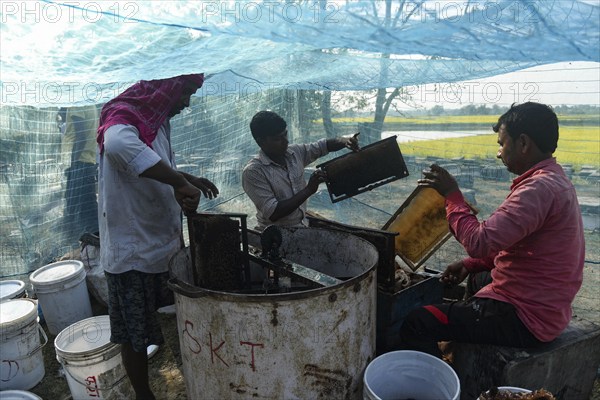 Bee keepers working in a bee farm near a masturd field in a village in Barpeta district of Assam in