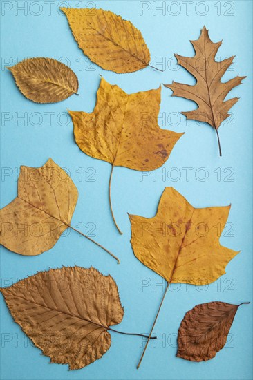 Composition with yellow and brown autumn leaves on blue pastel background. flat lay, top view,