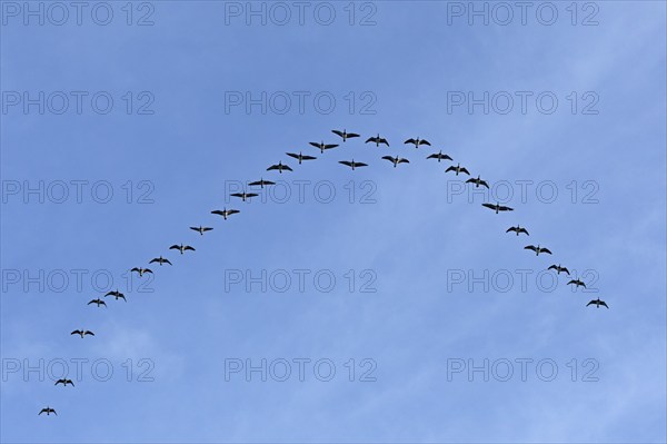 Flock of wild geese, Falshöft, Geltinger Birk, Gelting, Schleswig-Holstein, Germany, Europe