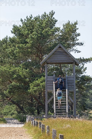 Viewing platform, duck platform, circular hiking trail, nature reserve, Darßer Ort, Born a. Darß,