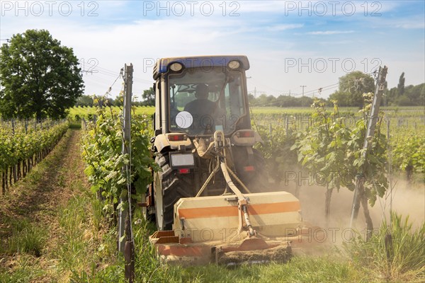 Soil cultivation in the vineyard, here near Neustadt an der Weinstraße, Palatinate