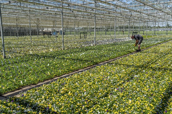 Horticultural business, greenhouse, various types of potted plants are grown here to be sold in