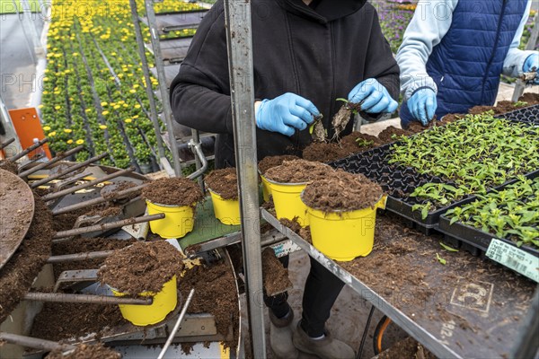 Horticultural business, greenhouse, young plants are potted, the potting soil is filled into the