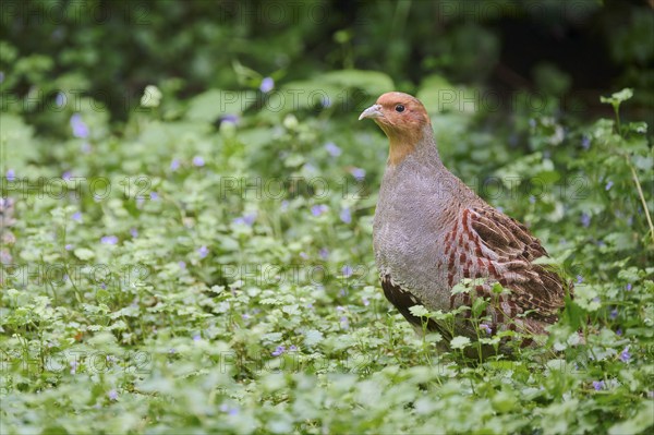 Gray partridge (Perdix perdix), Bavaria, Germany, Europe